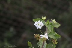 Lantana indica